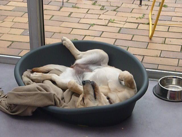 Résultat du concours photos : "Mon chien dort dans des positions acrobatiques..." P1000610