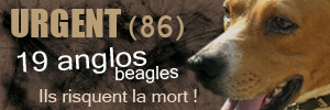 86 - SOS pour 19 chiens courants, spa Poitiers Anglos10