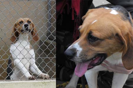 SOS pour 19 chiens courants - SPA de Poitiers (86) Mercur10