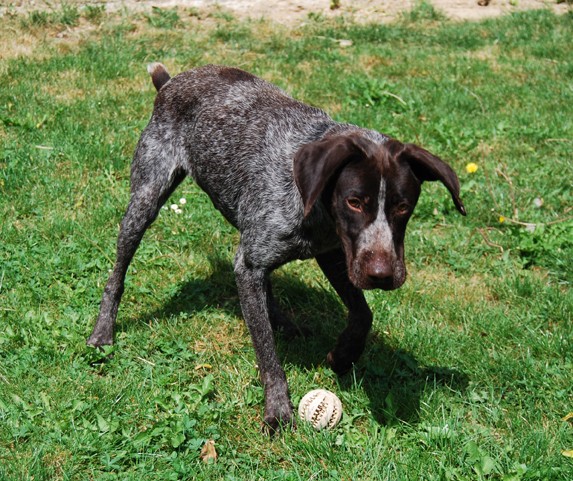 VENGO - braque allemand 2 ans - Spa de Poitiers (86) Vengo010