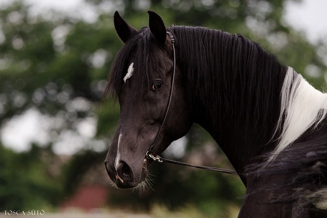 Fiche de Soins des chevaux de Shamrock Ly2d6n11