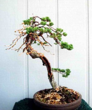 restyle procumbens juniper Dsc07413