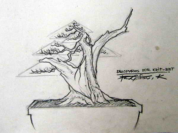 my bonsai drawing. S6002211