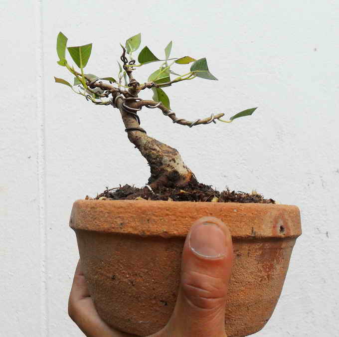 mame Ficus Sam_1310