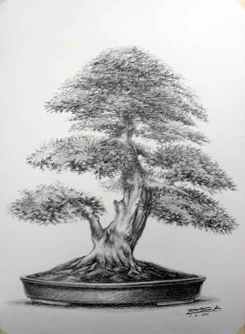 my bonsai drawing. Sam_1710