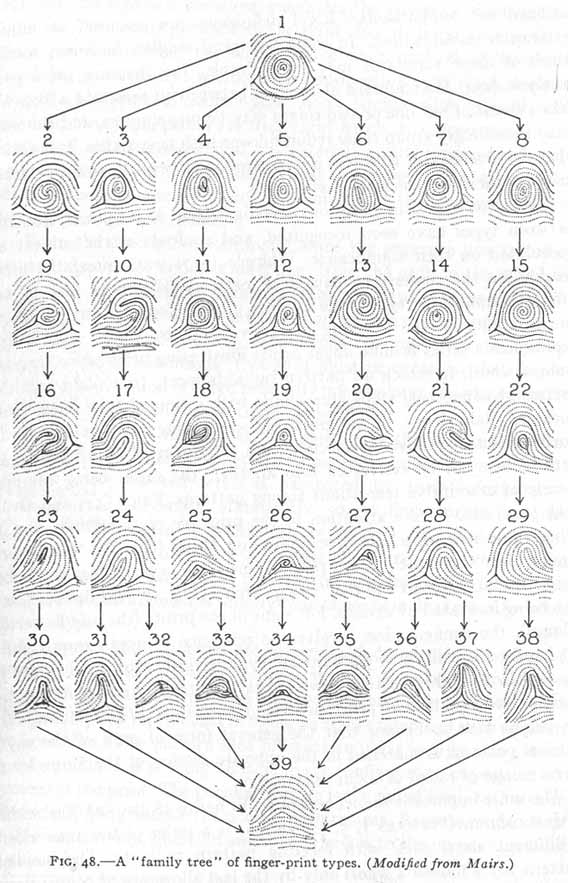 A 'family tree' of fingerprints... AND the 3 major hand lines! Finger10