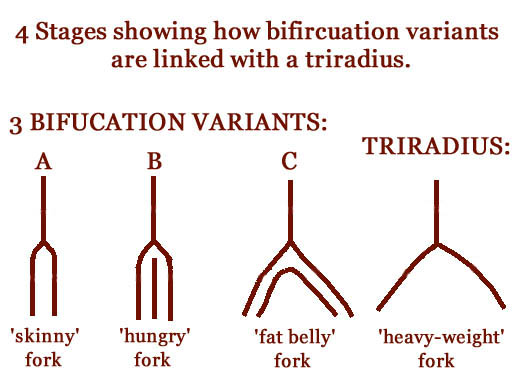 The TRIRADIUS in a fingerprint: how it develops, it's characteristics + a definition! - Page 5 Trirad15