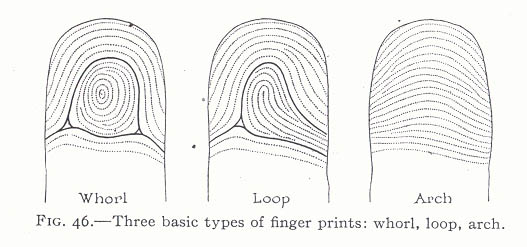 The TRIRADIUS in a fingerprint: how it develops, it's characteristics + a definition! - Page 13 Whorl-10