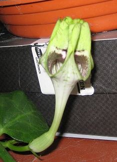 Ceropegia sandersonii Cerope17