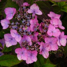 Mes nouveaux hydrangea Serrat15