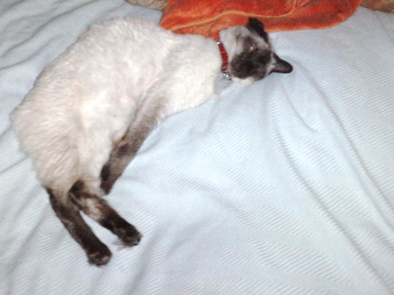 triste histoire de Taz (Big-boss) mon nouveau chat P1601110