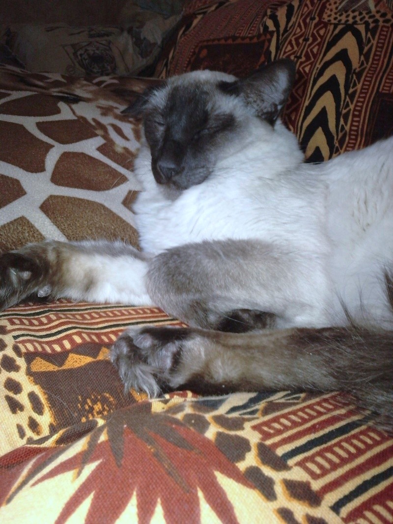 triste histoire de Taz (Big-boss) mon nouveau chat P2403110