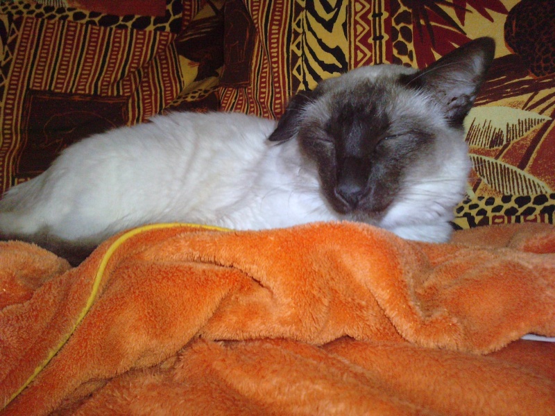 triste histoire de Taz (Big-boss) mon nouveau chat P2803110