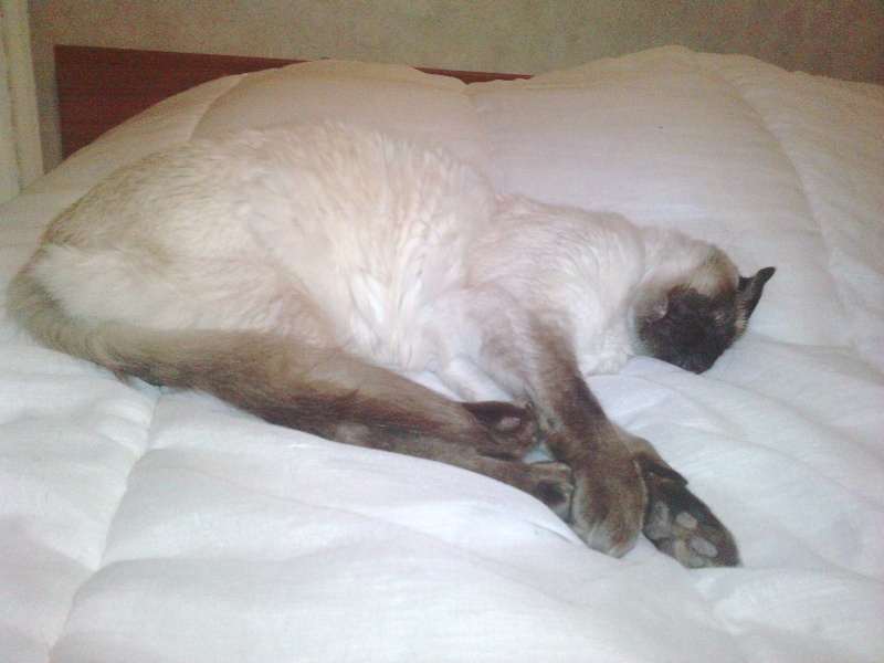 triste histoire de Taz (Big-boss) mon nouveau chat P3001112