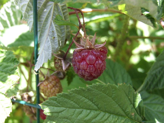 framboises !!! 2011_044