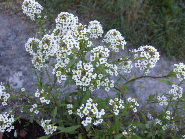 petites fleurs blanches /// Alysum Fleurs11