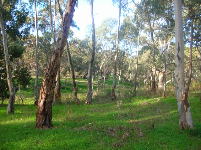 Adelaide ,Shepherds hill recreation park, Possible war location  Dscn2918