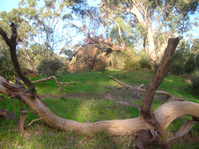 Adelaide ,Shepherds hill recreation park, Possible war location  Dscn2920