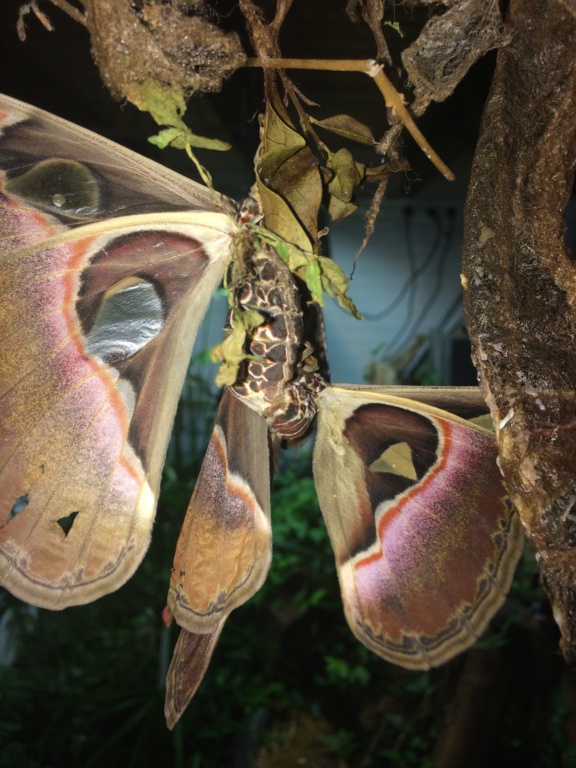 Attacus atlas Img_5310