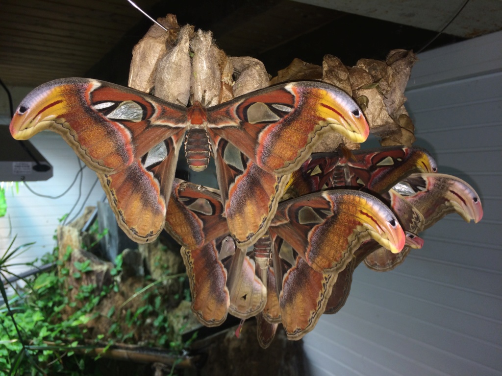 Attacus atlas Img_5312