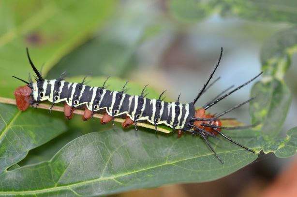 Citheronia Aroa Phi_0710