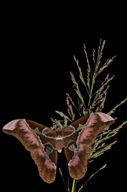Rothschildia erycina et aurota Phi_8010