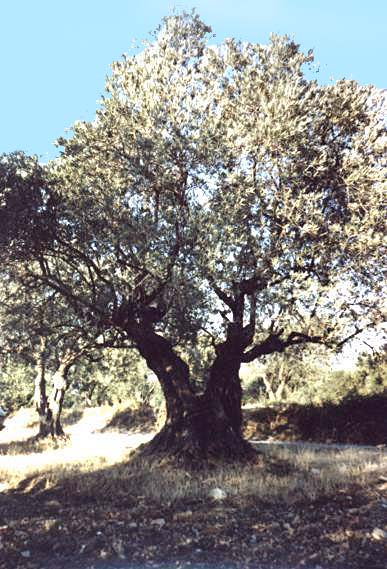 Beaux arbres Olivie10