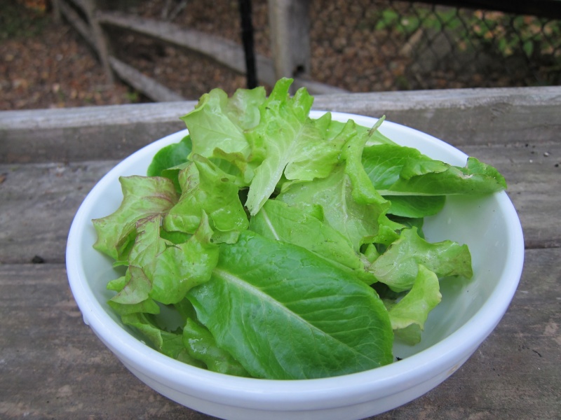 first salad Img_1813