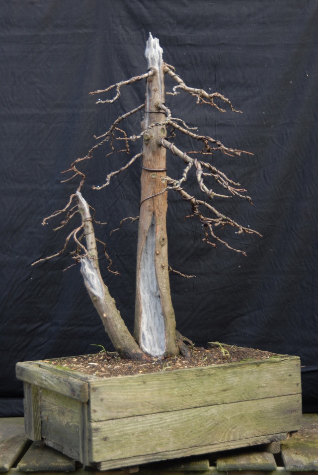 Bald Cypress _por0210