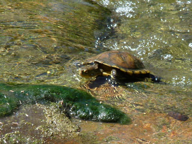 Rencontres varoises... P1090534