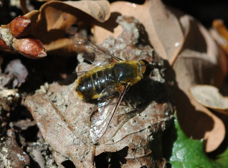 [Villa sp.] mouche bourdon Id10-213