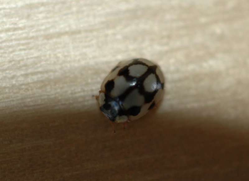 coccinelle??? Id14-210