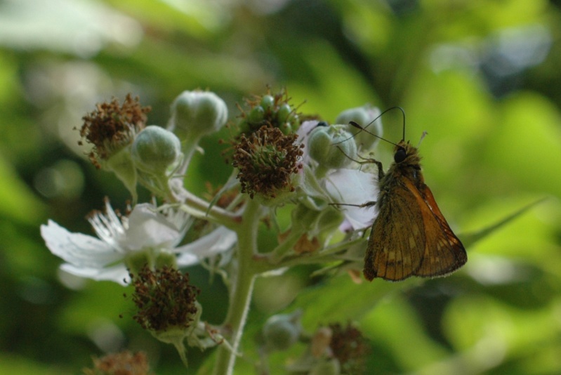 papillon à identif. Id20-210