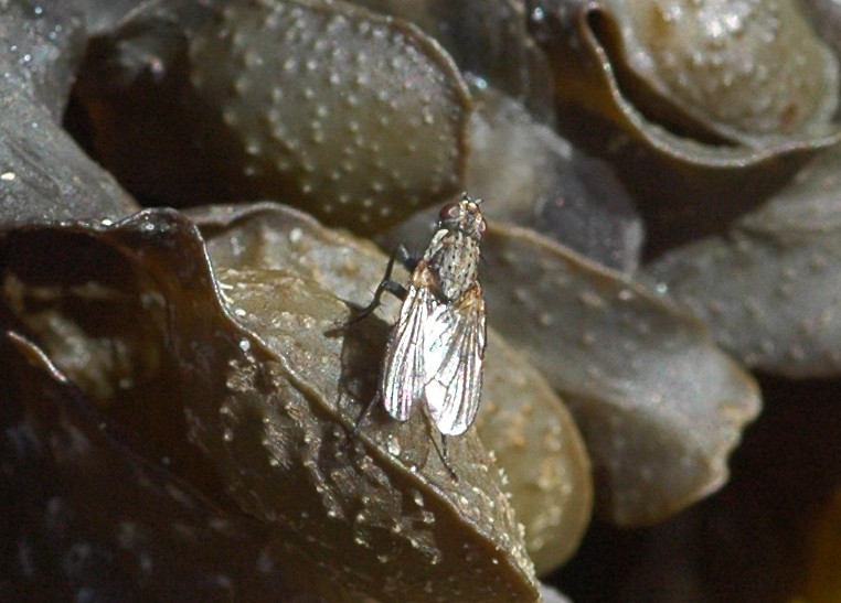 [Fucellia sp.] mouche à la plage Id6-2013