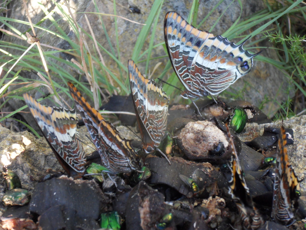 [Charaxes jasius] C'est pas l'Afrique mais ça y ressemble. Sdc15814