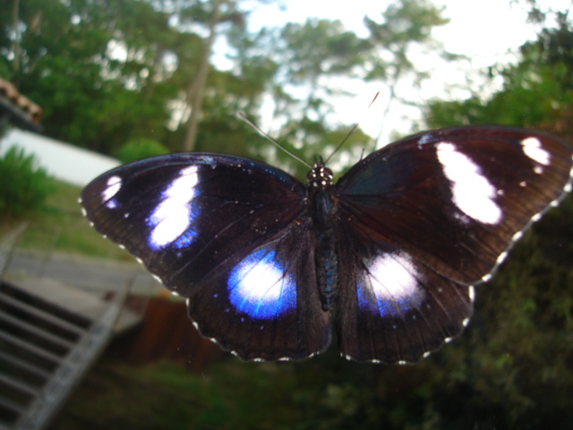 elevage de papillon Dsc05220