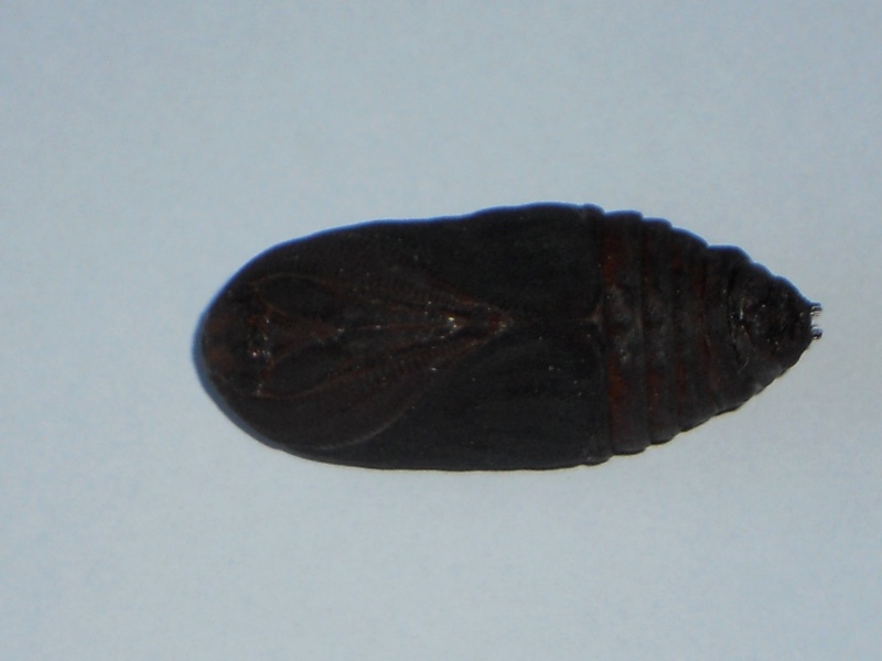 chrysalide de saturnia pyri Dscn0311