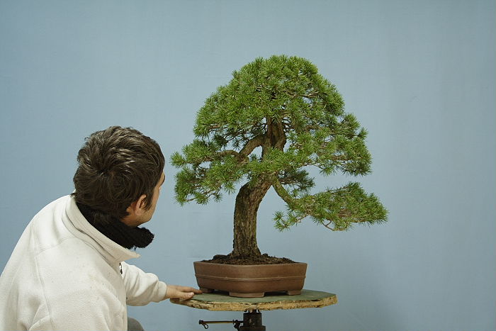 An old Italian Pinus silvestris 311