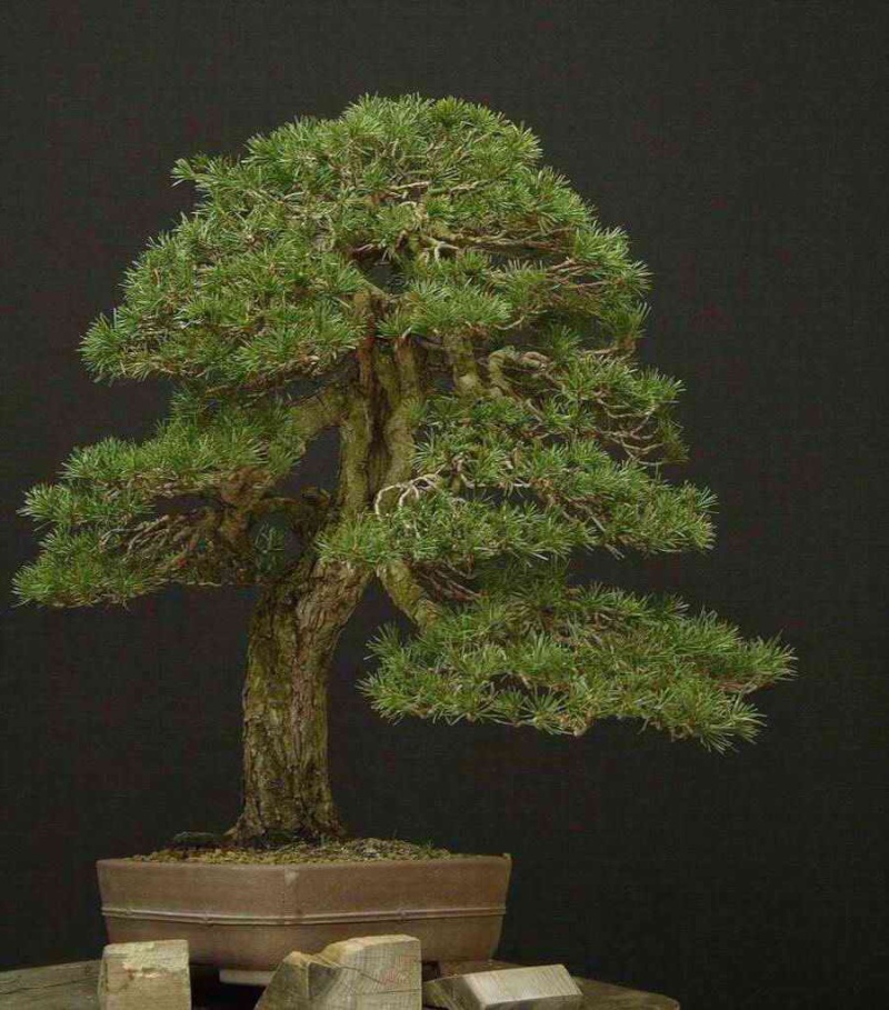 An old Italian Pinus silvestris 511