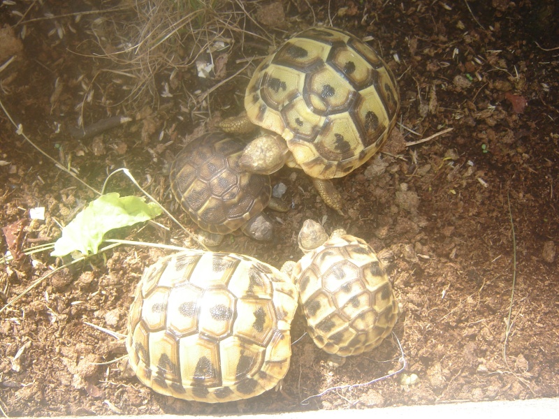 identification de mes tortues Dsc07011