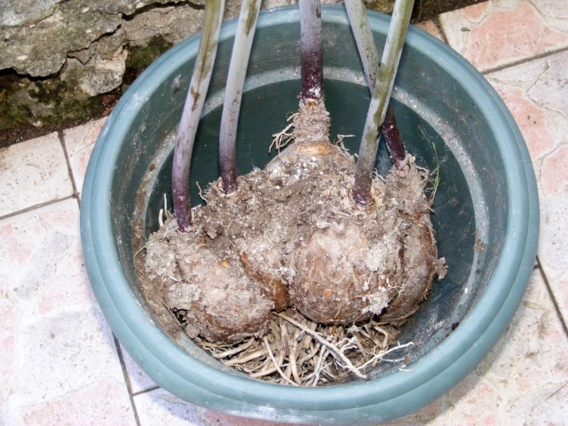 Le lis belladone(amaryllis belladona) Dscf7714