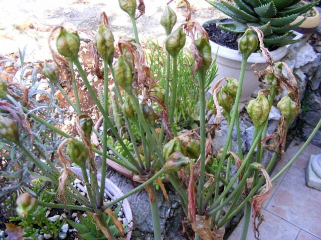 Le lis belladone(amaryllis belladona) Dscf7715