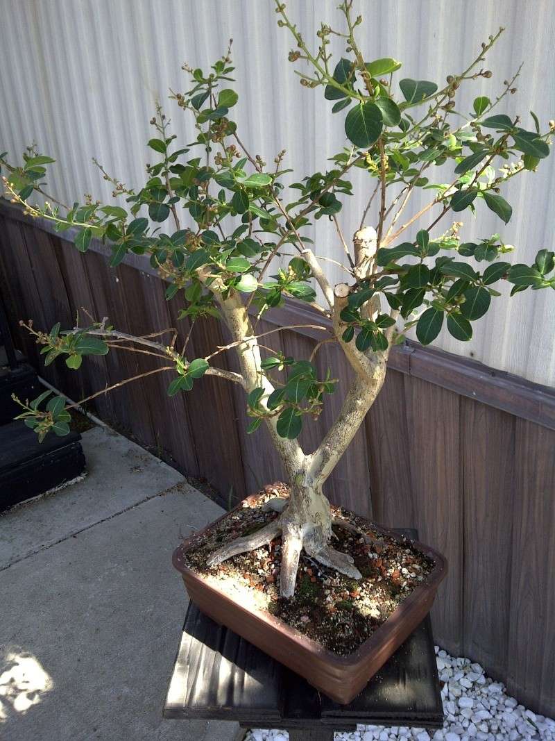 Styling a Crape Myrtle Bonsai Fresno12