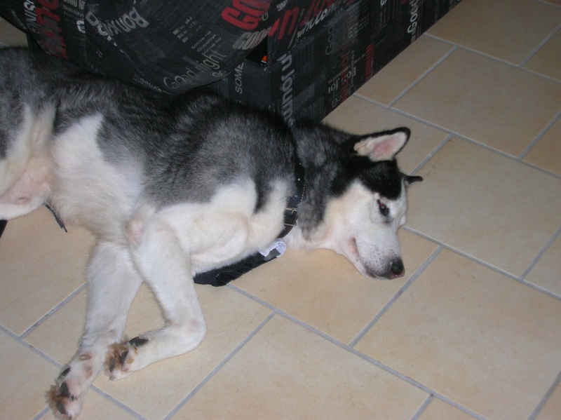 WOLF magnifique husky male de 9ans PAR (86) [ADOPTE] Dscn1310