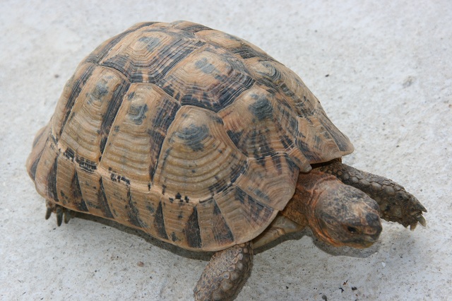 identification de tortues Ph_tor14