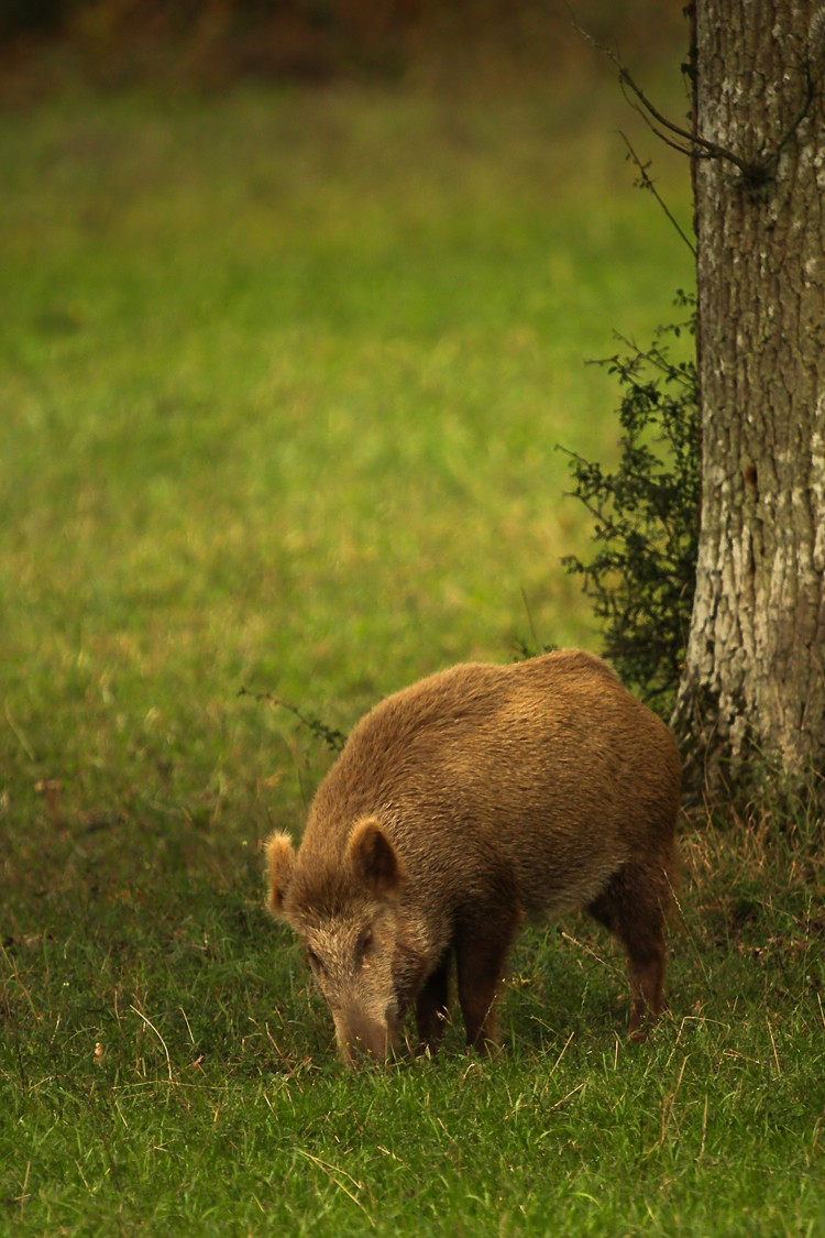 brame en Sologne 2 Img_3410