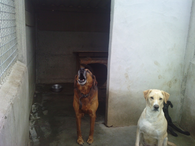 41 - SOS 50 chiens à placer pr les sauver avant décembre + SALBRIS P0310122