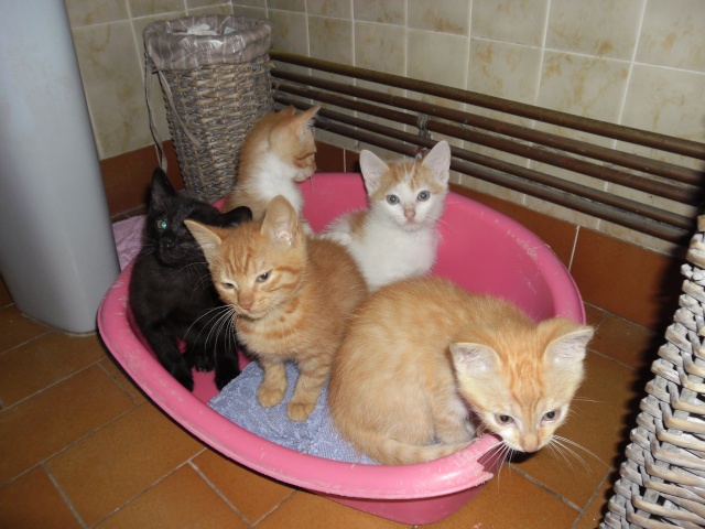 9 chatons  adopter Famill10