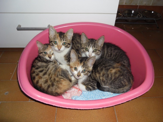 9 chatons  adopter Famill12