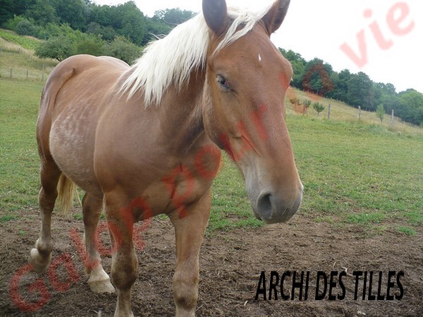 ARCHI - Trait Comtois né en 2010 - adopté en juillet 2011 par shirley Archi_10